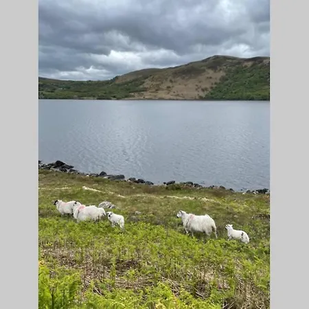Red Fox On The Ring Of Kerry Chalet